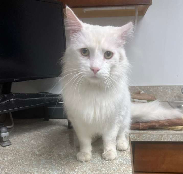 Photo of Buddy 