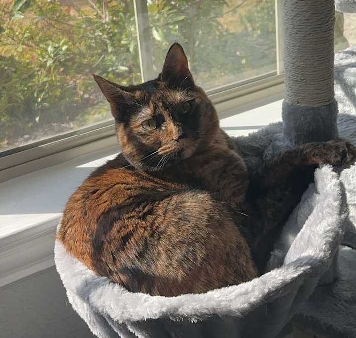 Photo of Pumpkin