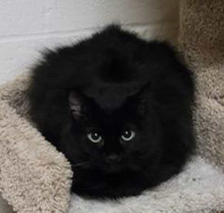 Photo of Kitty Bang Bang