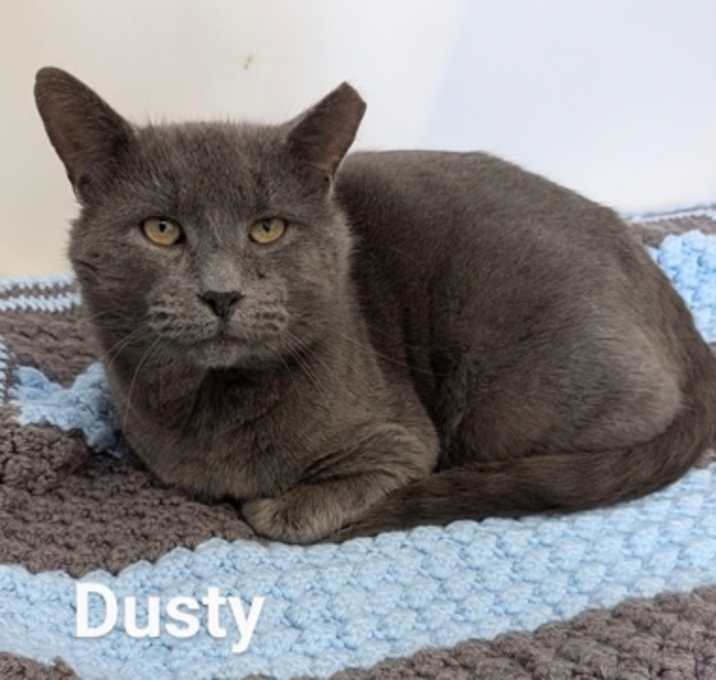 Photo of Dusty