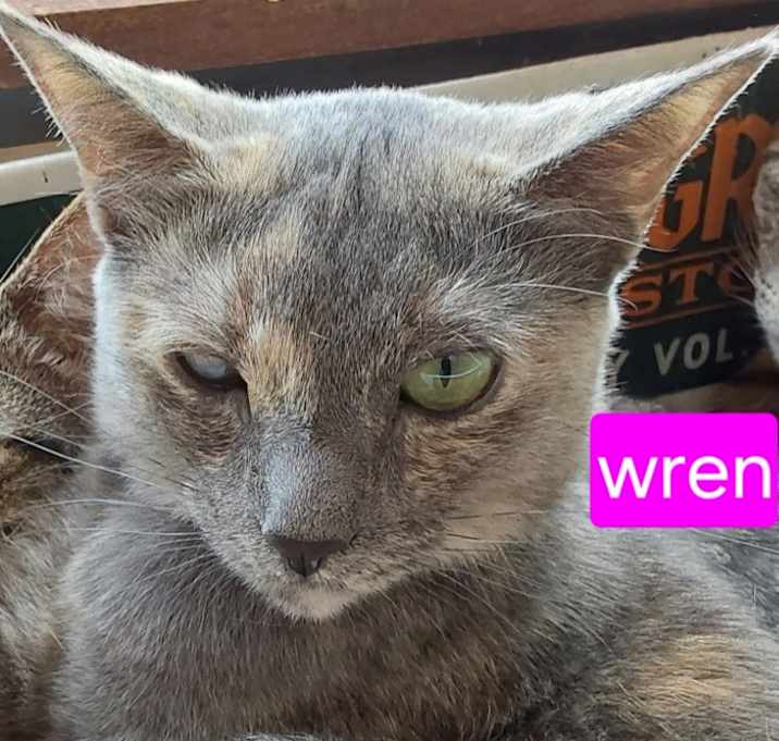 Photo of Wren