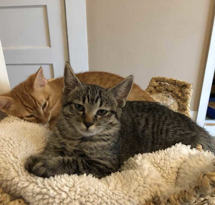 Photo of Sweetpea