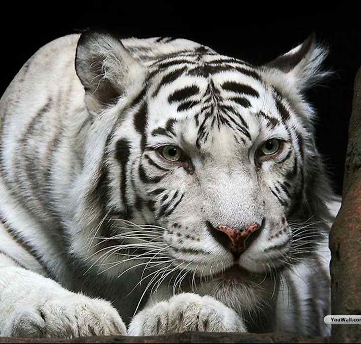 Photo of TestCat1