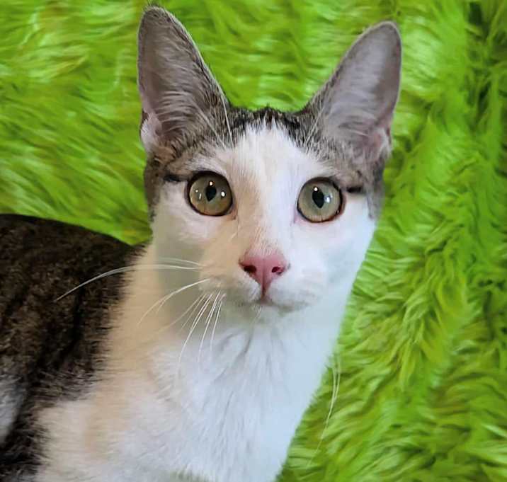 Photo of Yzma