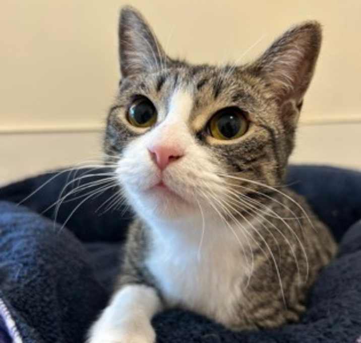 Photo of Wonton