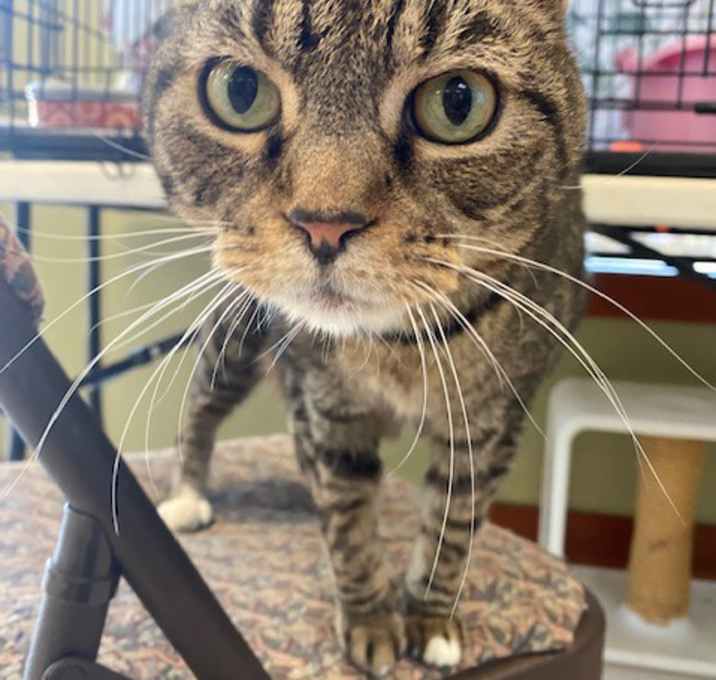 Photo of Smokey