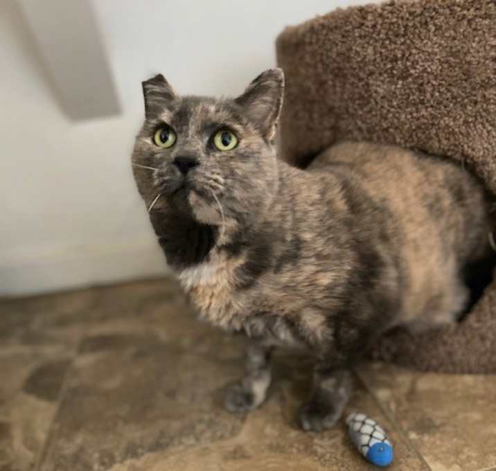Photo of Cocoa