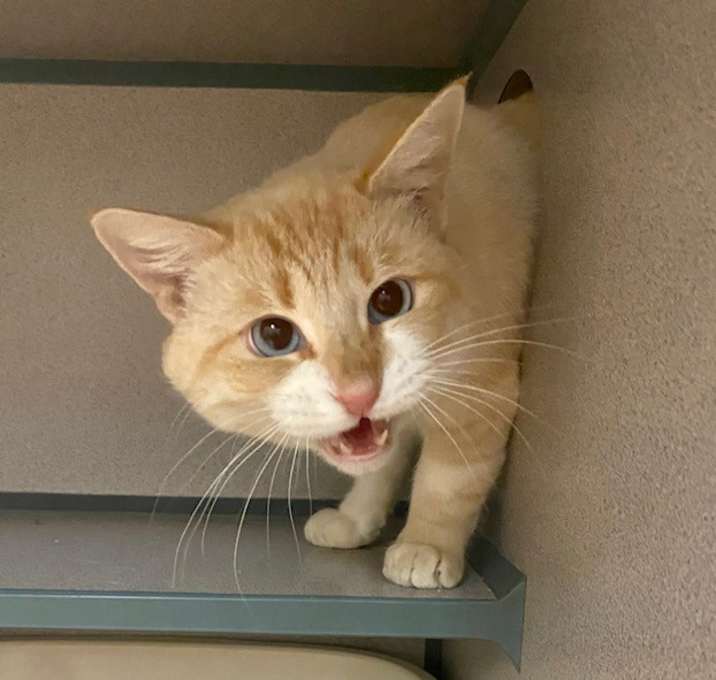 Photo of Louie