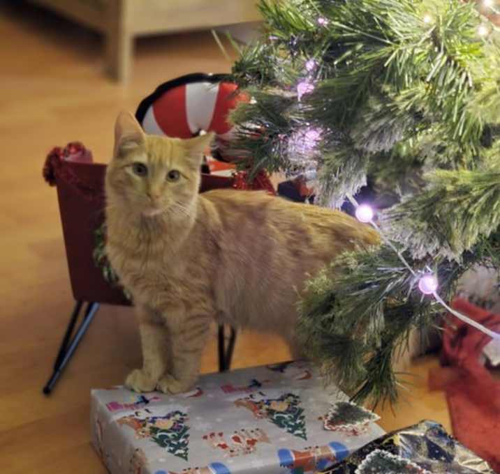 Photo of Creamsicle (bonded w/ Roe)