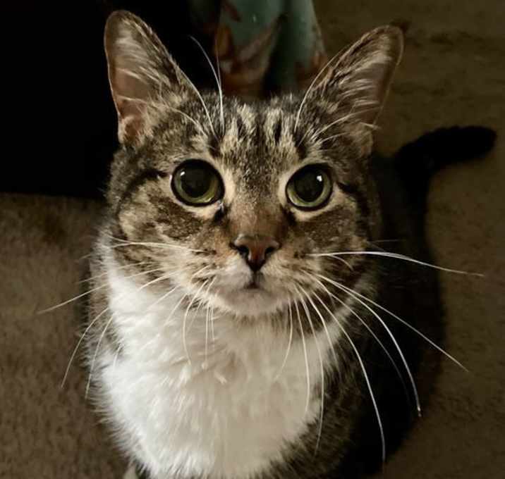 Photo of Melody