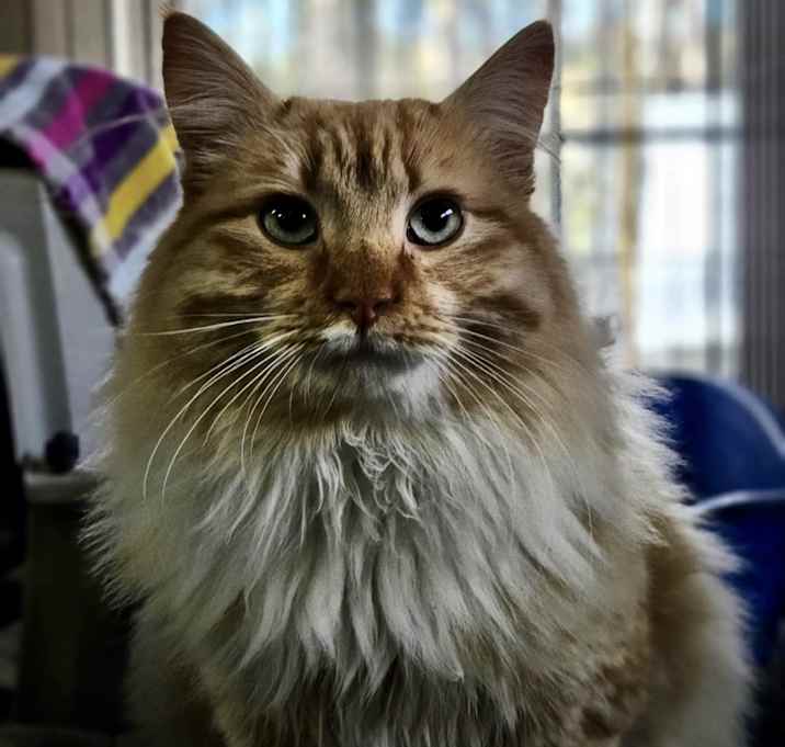 Photo of Toulouse