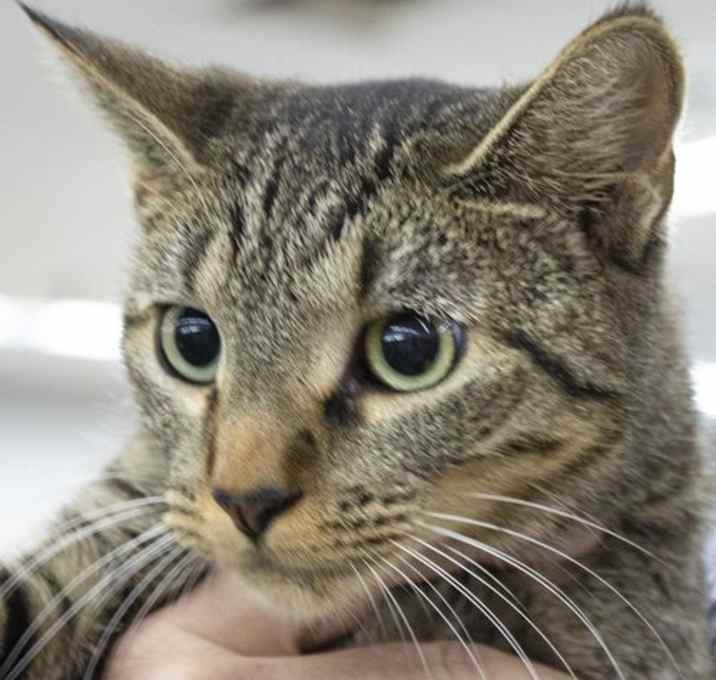 Photo of KitKat