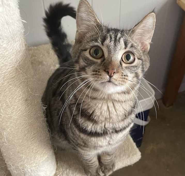 Photo of Triscuit