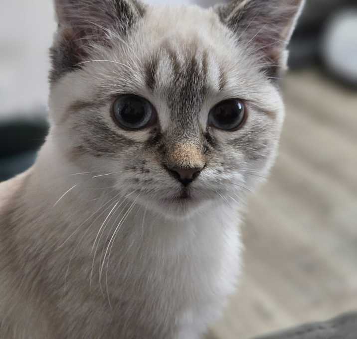 Photo of Jezebel