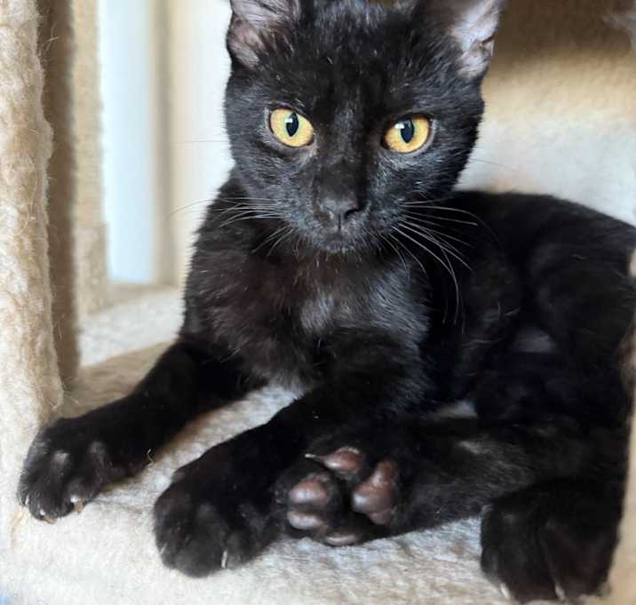 Photo of Binx