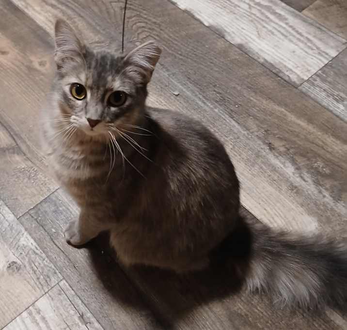 Photo of Little Peach