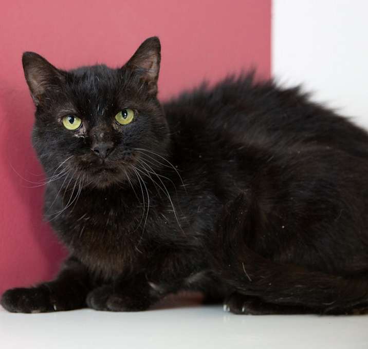 Photo of Scabbers