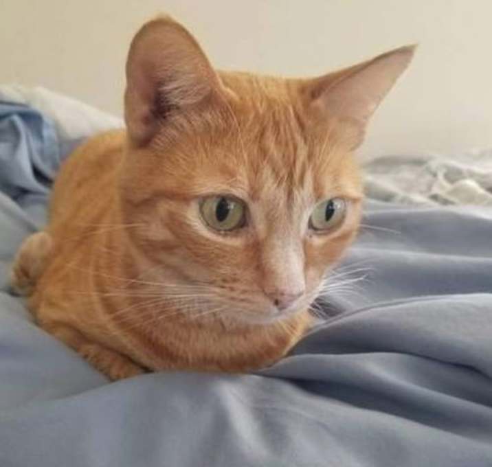 Photo of Mango - Orange Female