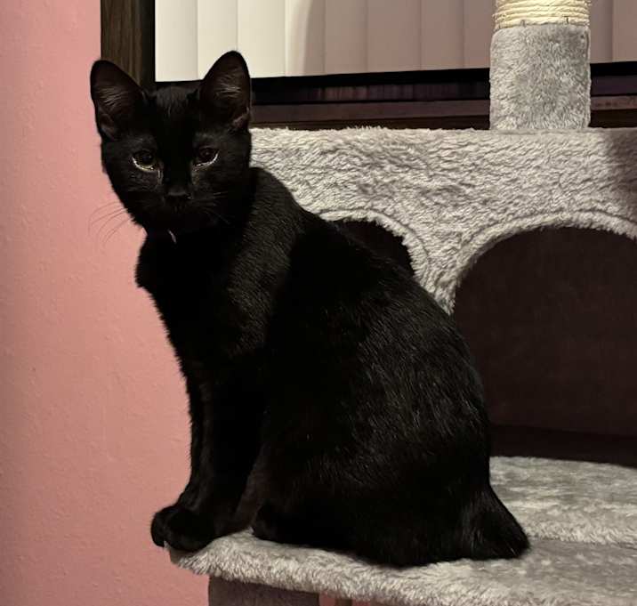 Photo of Osa (with Earl Gray)