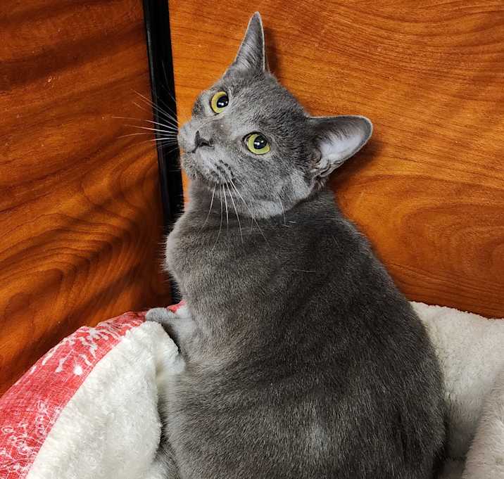 Photo of Tris