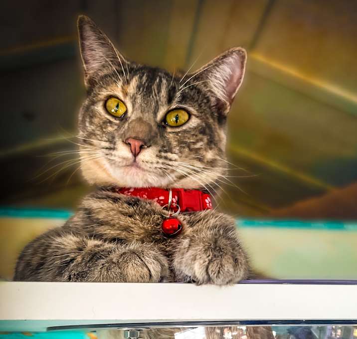Photo of Allie
