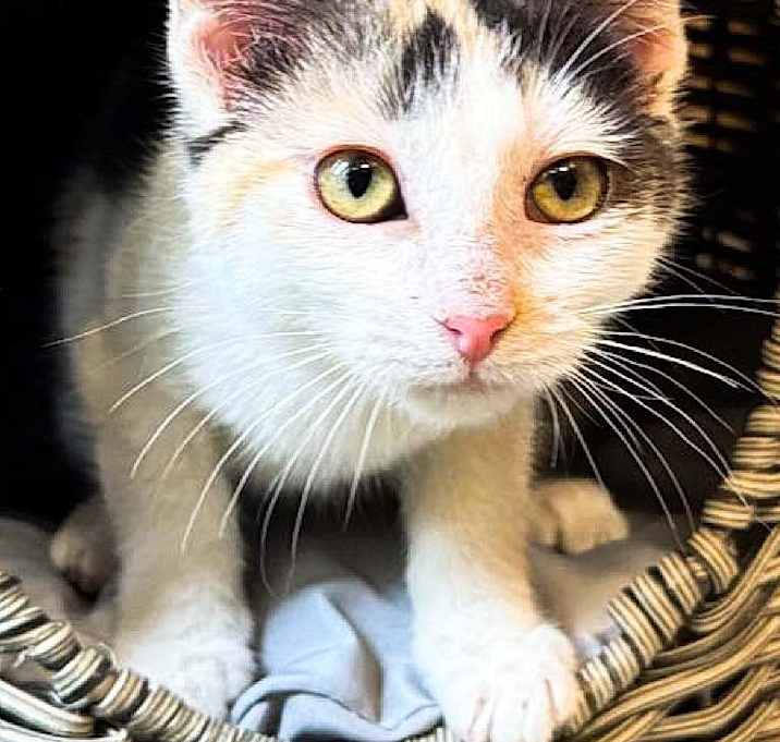 Photo of Fern