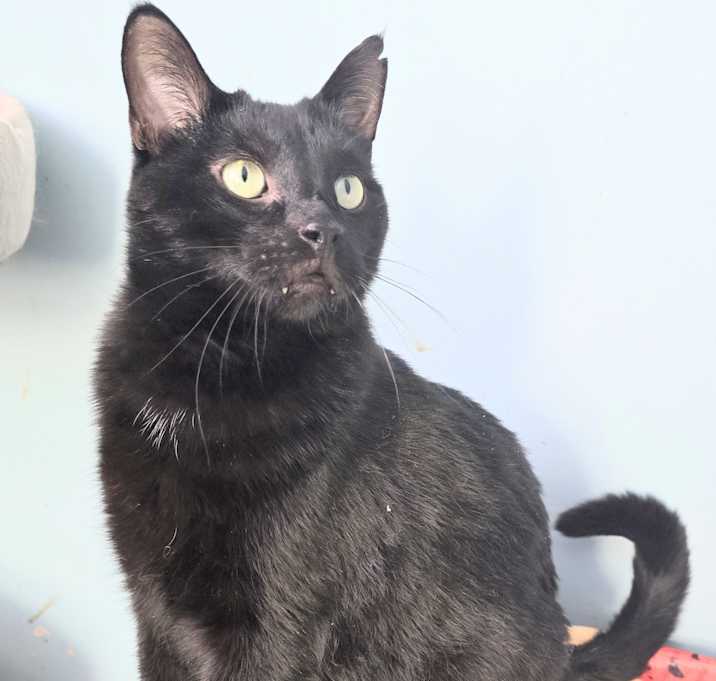 Photo of BUDDY