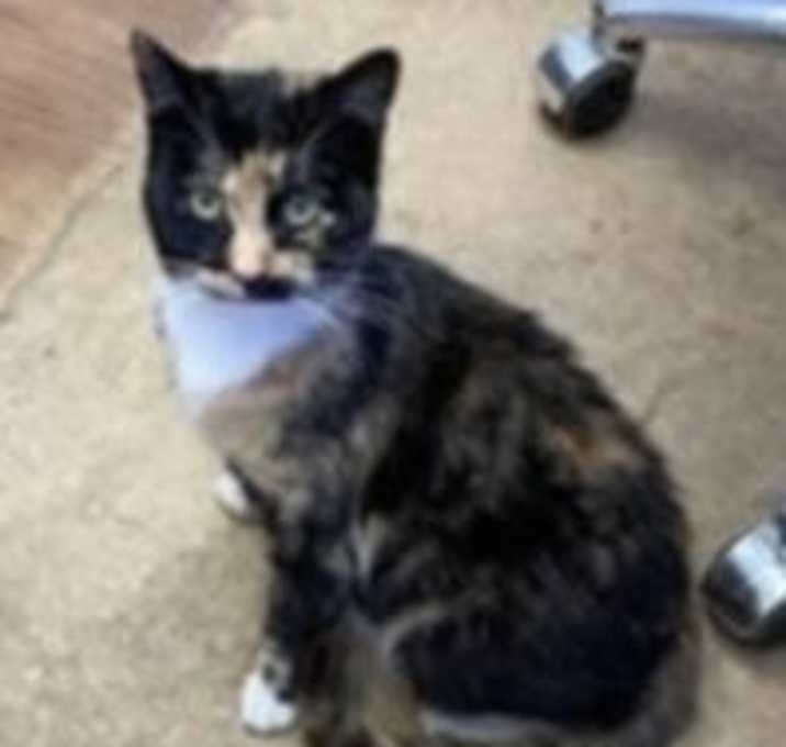 Photo of Sweet Pea