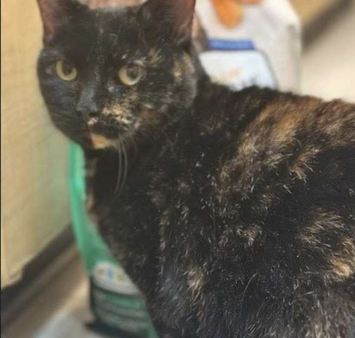 Photo of Juno