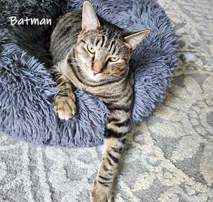 Photo of Batman