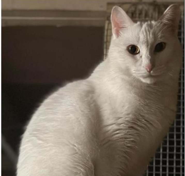 Photo of Casper