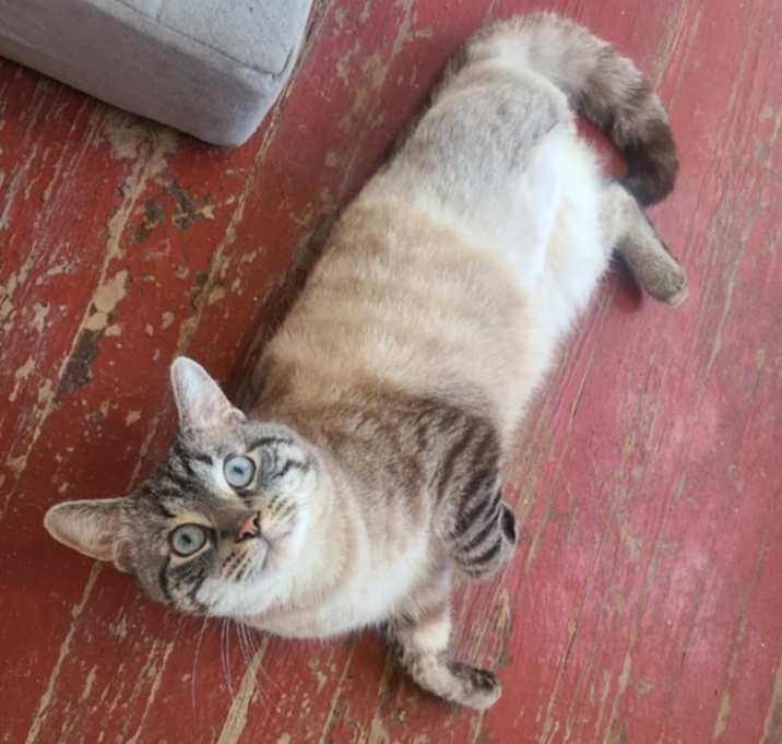 Photo of Qing *FeLV+*