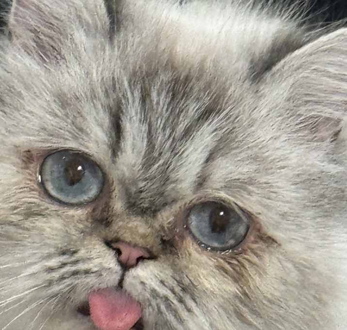Photo of Coco