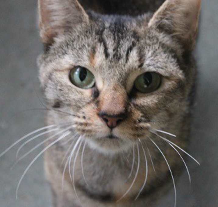 Photo of Pokey