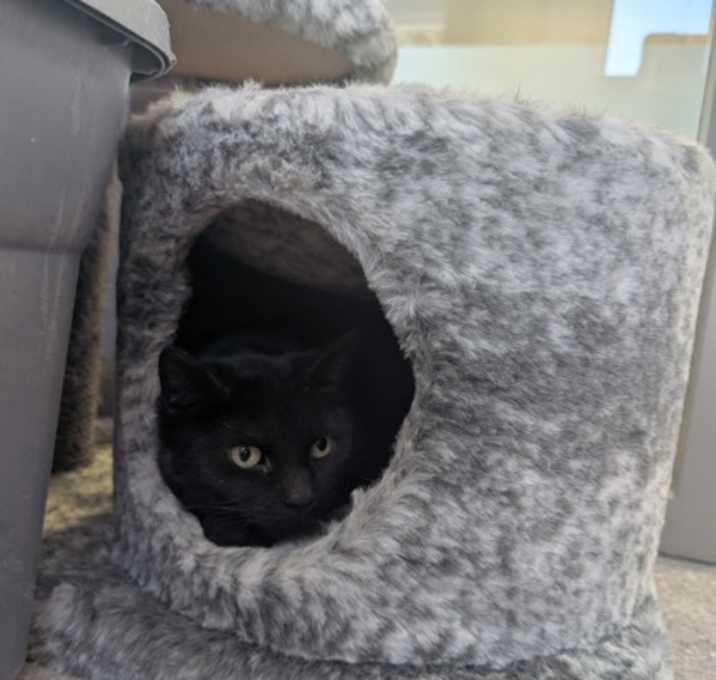 Photo of Drusilla