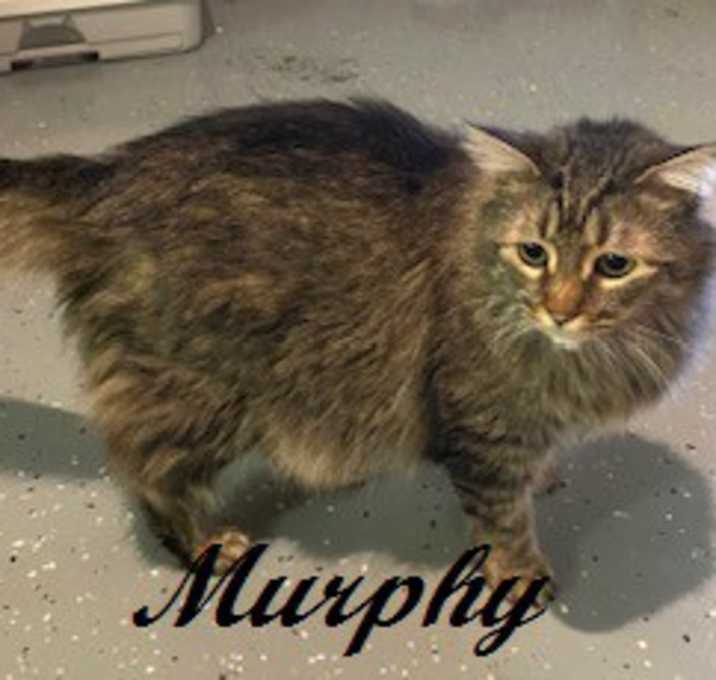 Photo of Murphy