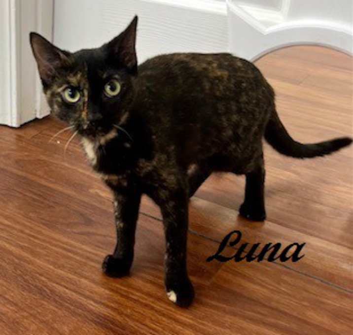 Photo of Luna