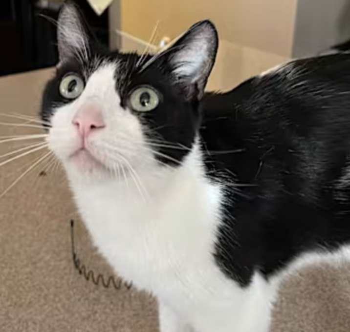 Photo of Buddy [CP]