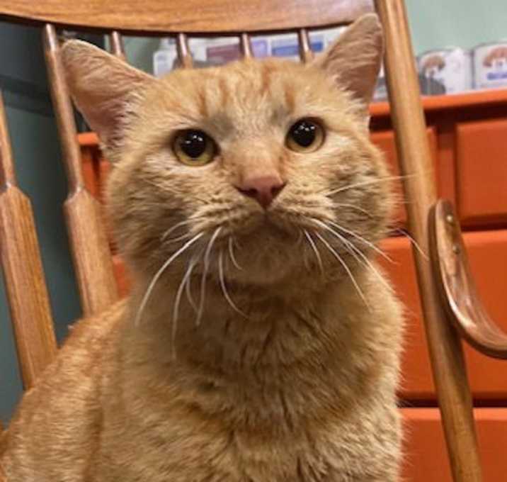 Photo of Rex - Lover Boy!