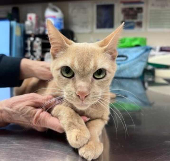 Photo of Fortune Cookie