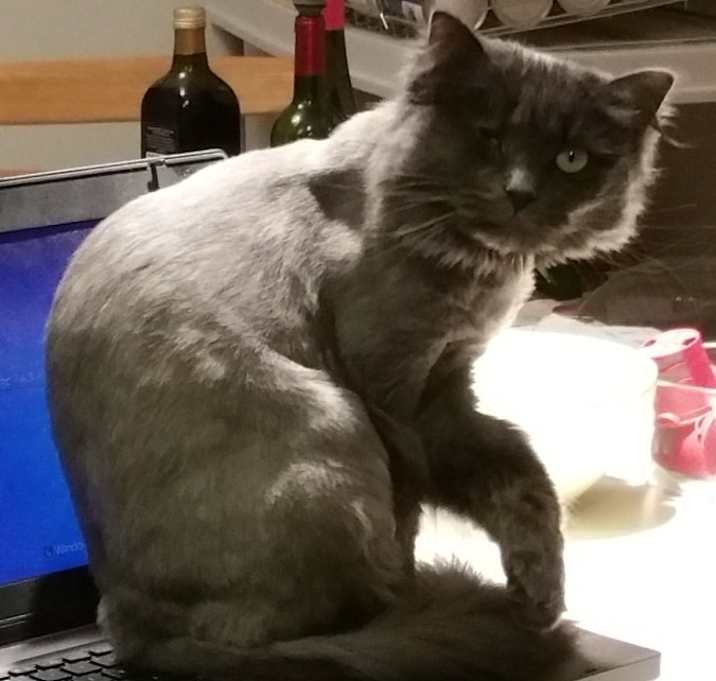 Photo of Ruby