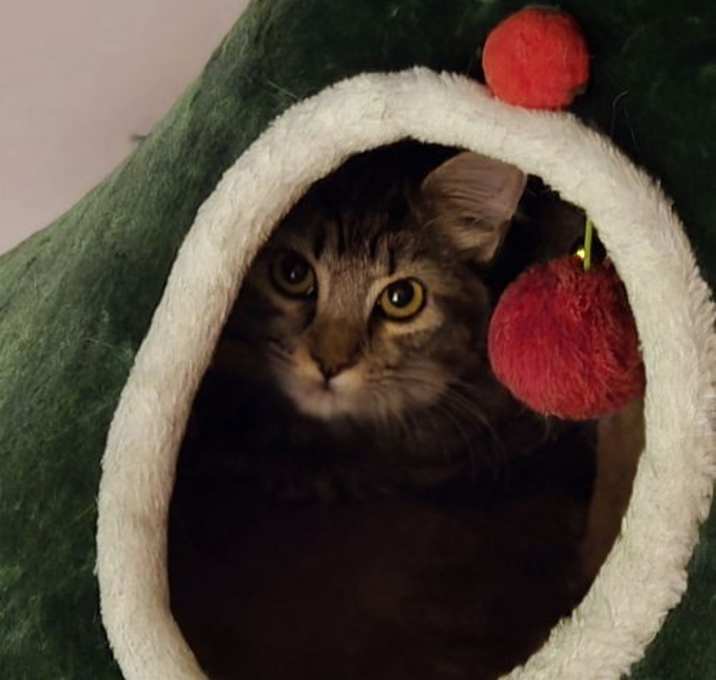Photo of Roe (bonded w/ Creamsicle)