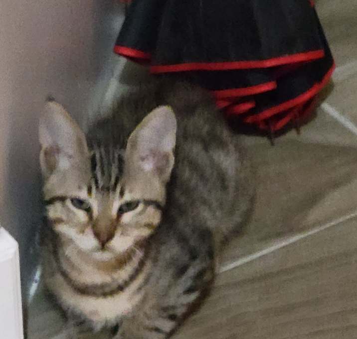 Photo of Pharoah