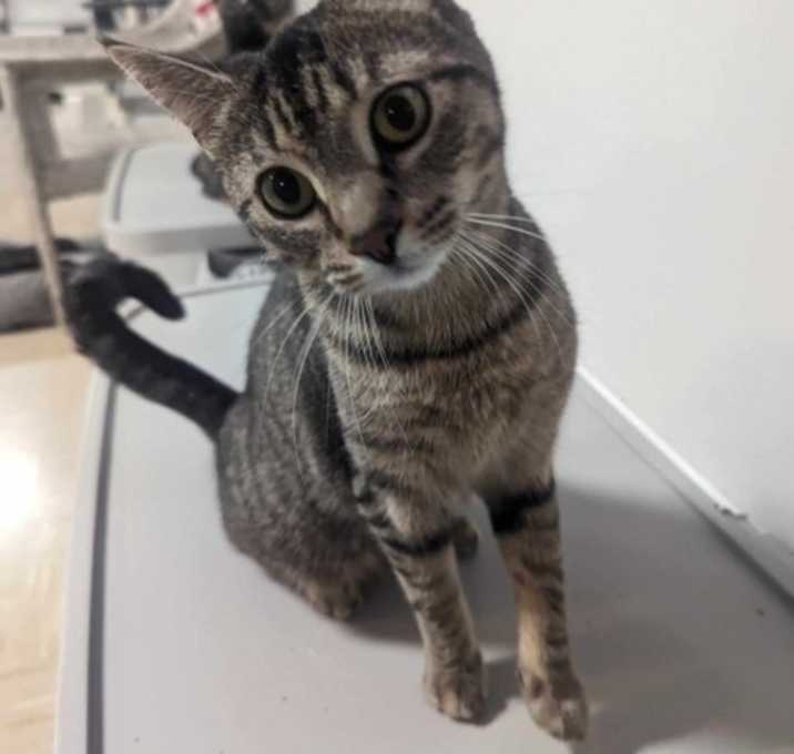 Photo of Mustard