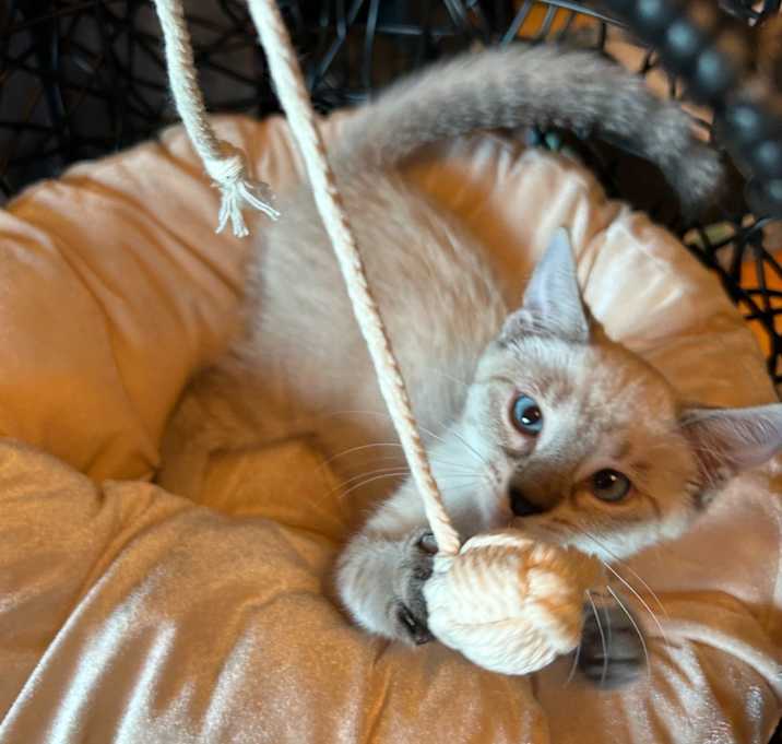 Photo of Bellara