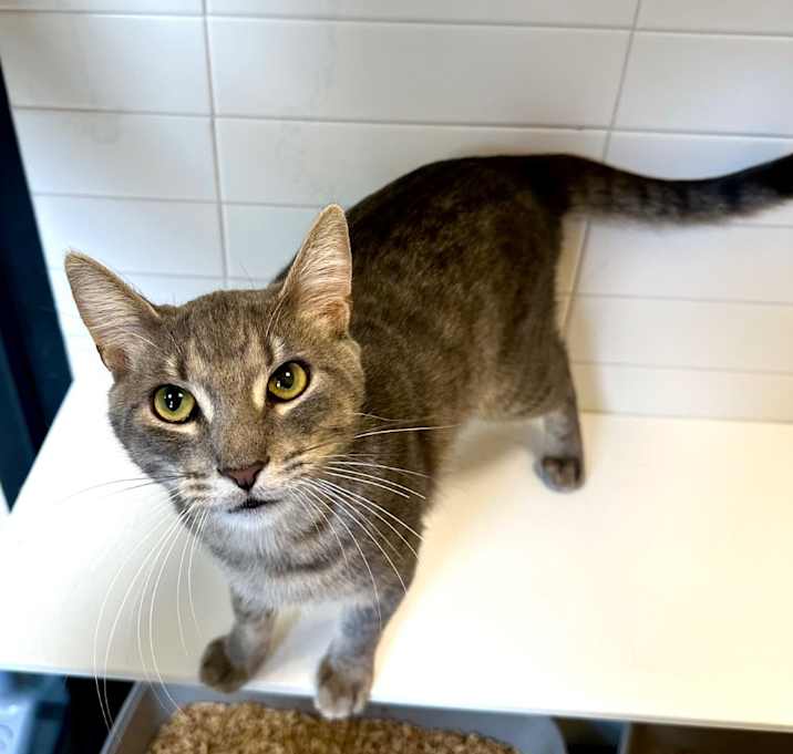 Photo of Phoenix