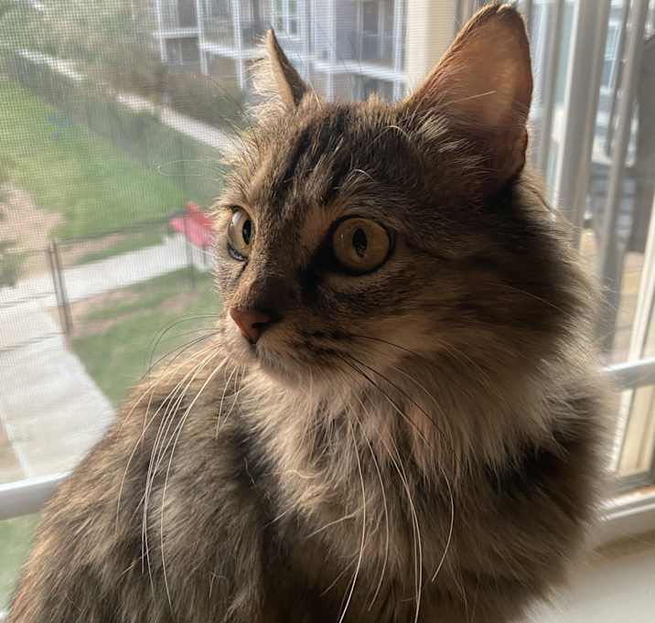 Photo of Luna