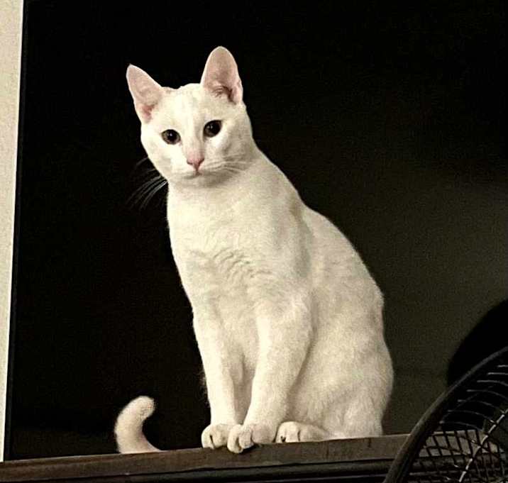 Photo of Bolt