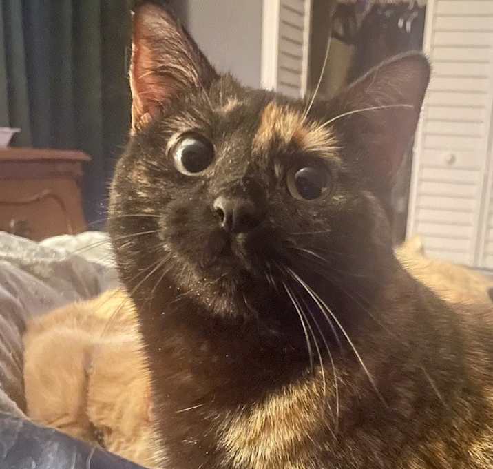 Photo of Penny (Tri-Pawed Girly)