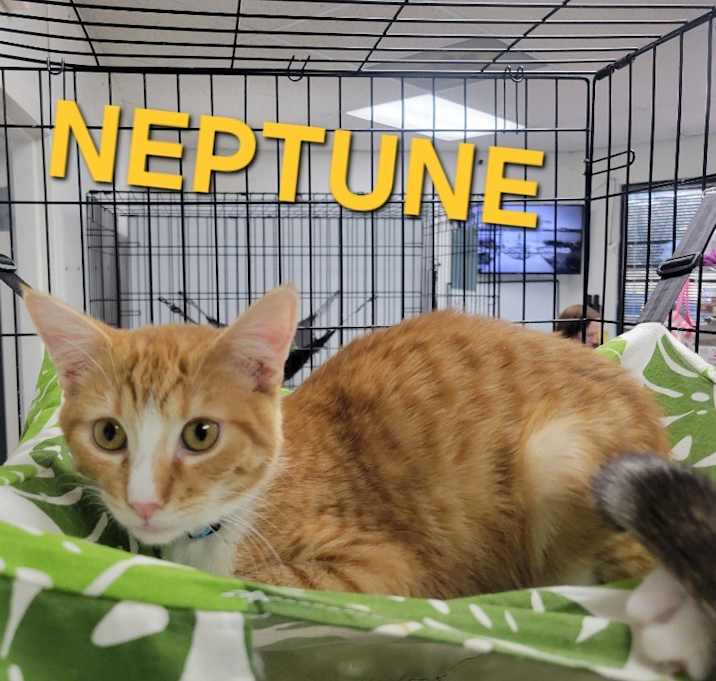 Photo of Neptune
